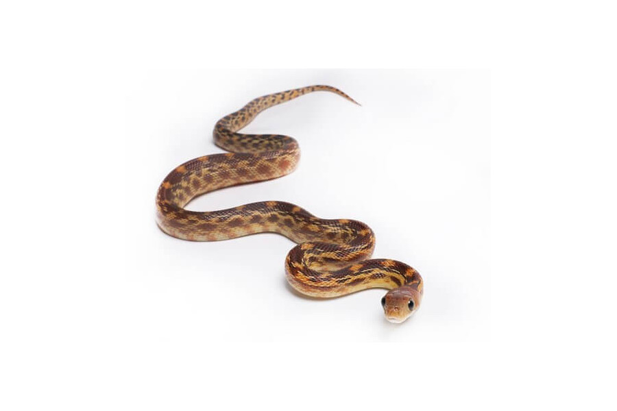 Pituophis vertebralis Pituophis vertebralis