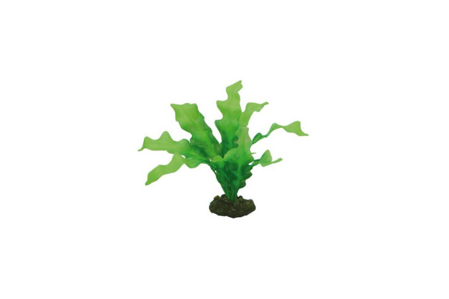 Plante Echinodorus Plante Echinodorus