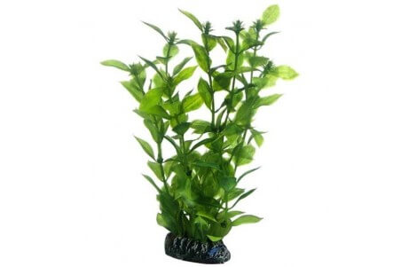 Hygrophila