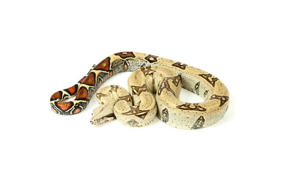 Boa c. constrictor, Pérou