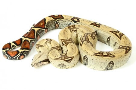 Boa c. constrictor, Pérou