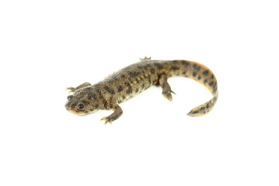 Pleurodeles waltl Pleurodeles waltl