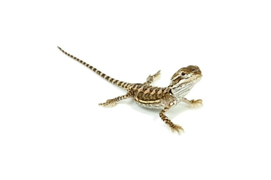 Pogona henrylawsoni Pogona henrylawsoni