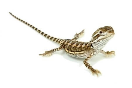 Pogona henrylawsoni