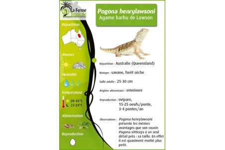 Pogona henrylawsoni