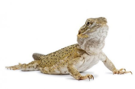 Pogona henrylawsoni, subadulte