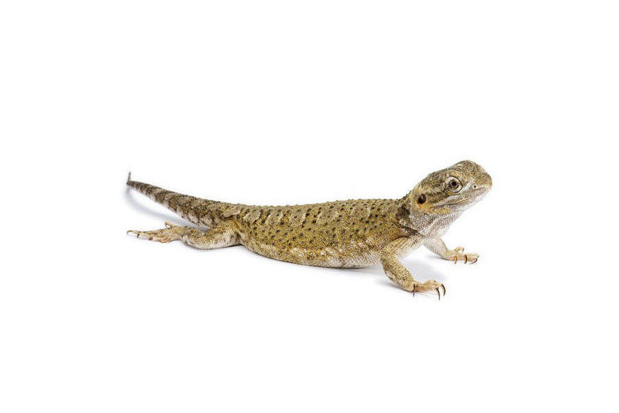 Pogona henrylawsoni, subadulte