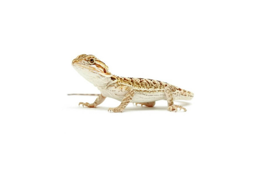 Pogona vitticeps, coloré, juvénile Pogona vitticeps, coloré, juvénile