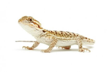 Pogona vitticeps, coloré, juvénile