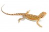 Pogona vitticeps, cawley red
