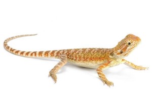 Pogona vitticeps, cawley red