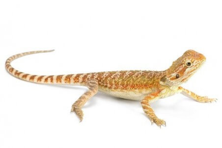 Pogona vitticeps, cawley red