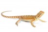 Pogona vitticeps, cawley red