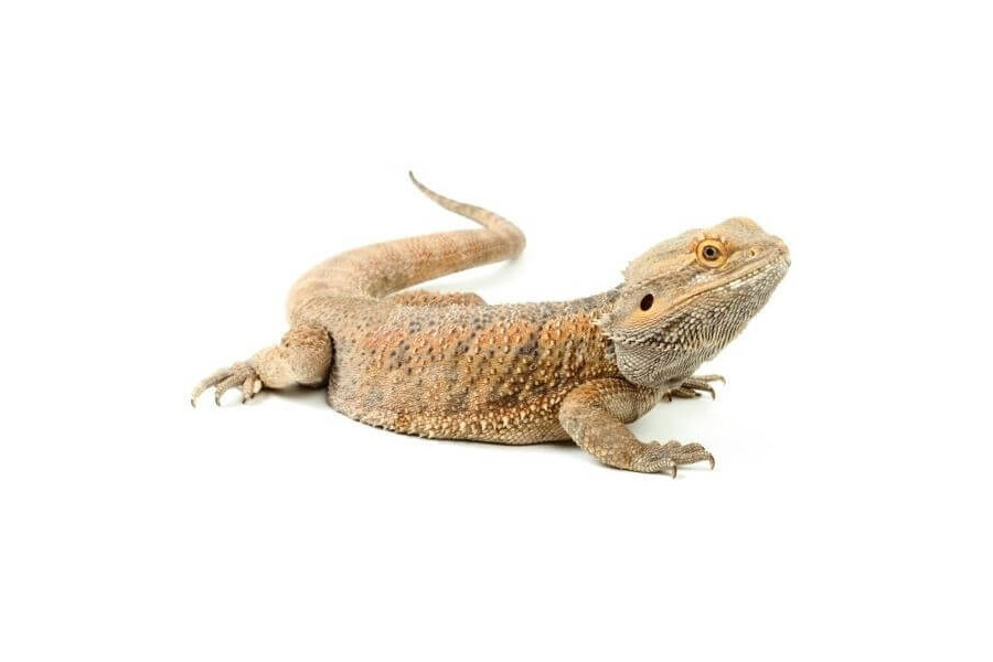 Pogona vitticeps, orange, adulte