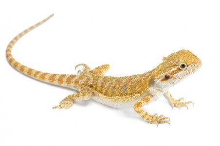 Pogona vitticeps, juvénile coloré