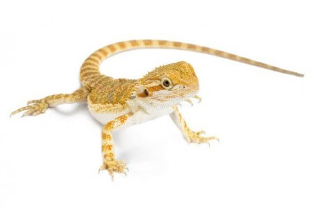 Pogona vitticeps, juvénile coloré