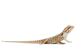 Pogona vitticeps, juvénile