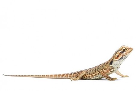 Pogona vitticeps, juvénile