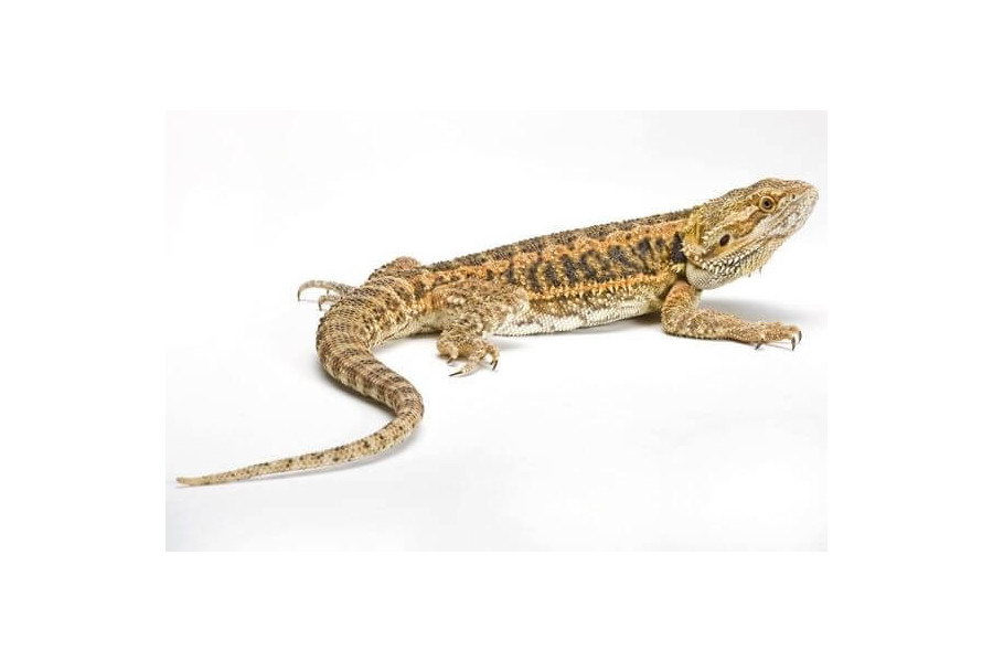 Pogona vitticeps, adulte