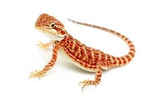 Pogona vitticeps, super red, juvénile