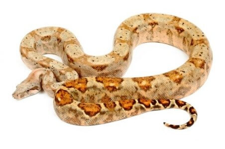 Boa c. imperator, Hog Island, femelle adulte
