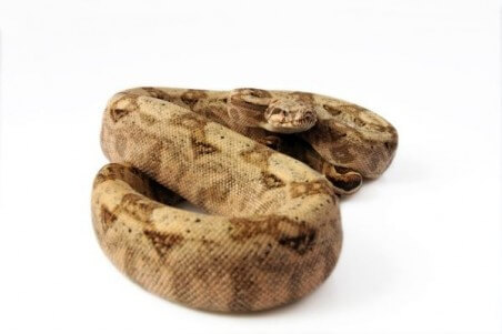 Boa c. imperator, Hog Island, femelle adulte