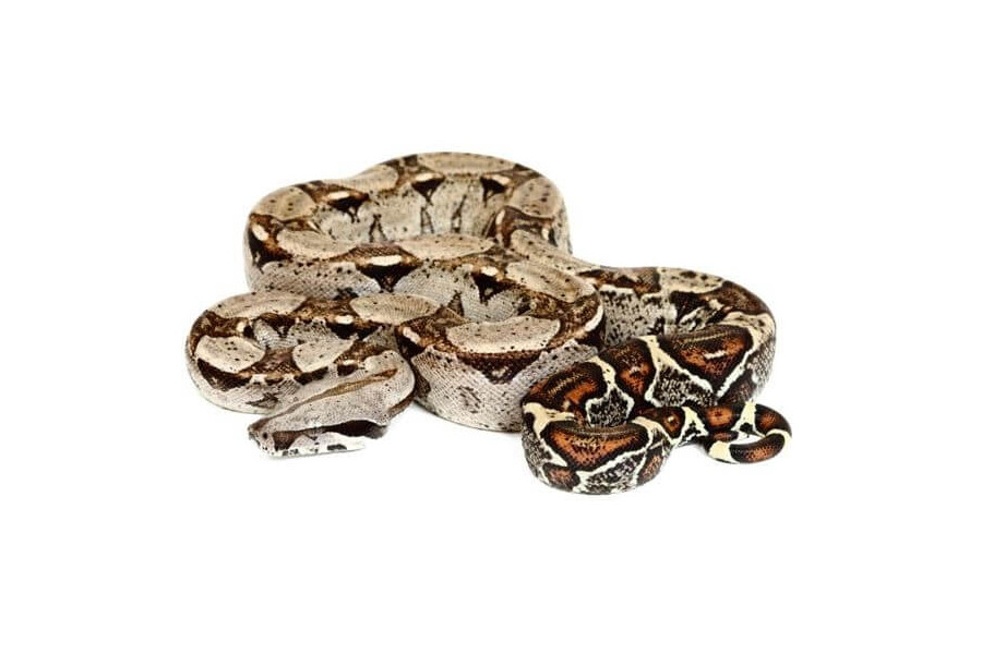 Boa c. imperator, Colombie, juvénile