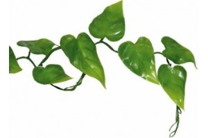 Pothos Vine - Liane Pothos...