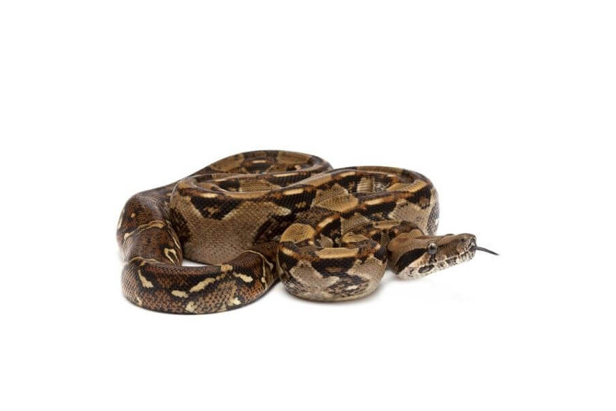 Boa c. imperator, Nicaragua Boa c. imperator, Nicaragua