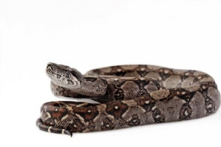 Boa c. imperator, Nicaragua