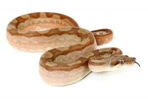 Boa c. imperator, Nicaragua, albinos T+ motley