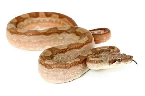 Boa c. imperator, Nicaragua, albinos T+ motley Boa c. imperator, Nicaragua, albinos T+ motley