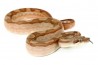 Boa c. imperator, Nicaragua, albinos T+ motley