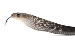Ptyas carinata