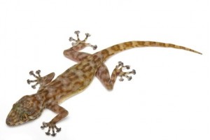 Ptyodactylus ragazzii