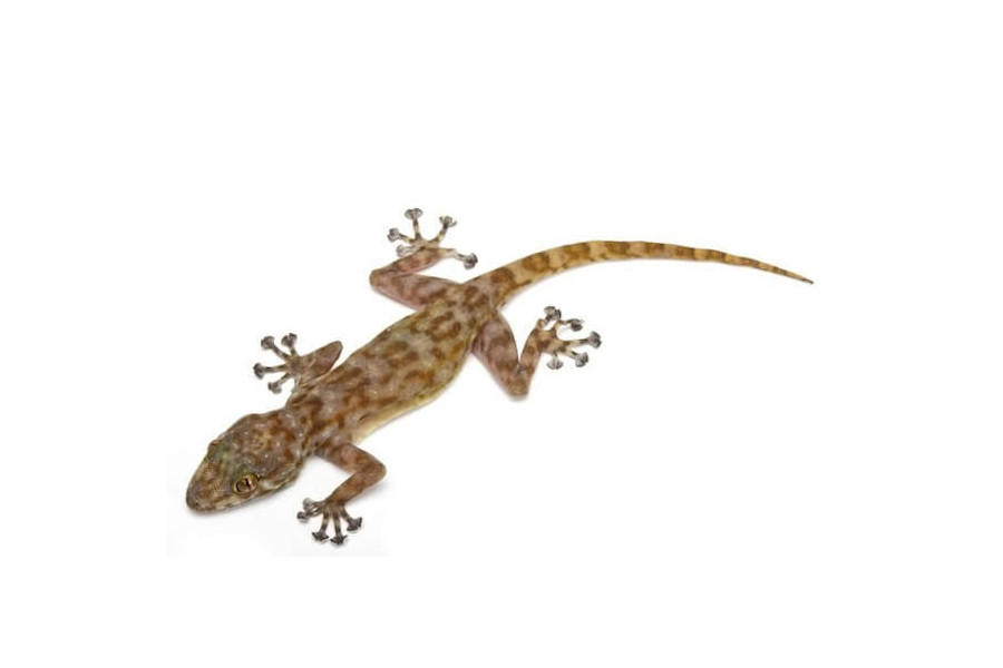 Ptyodactylus ragazzii Ptyodactylus ragazzii