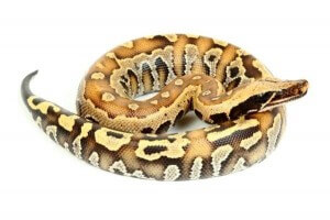 Python brongersmai