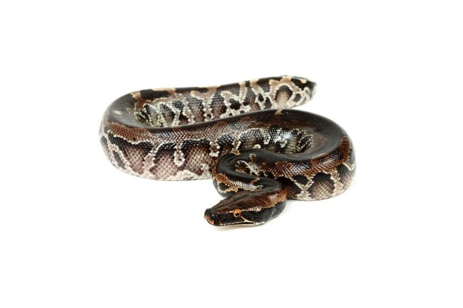 Python curtus, black Sumatra Python curtus, black Sumatra