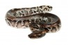 Python curtus, black Sumatra