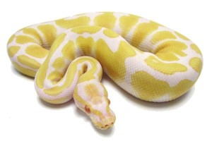 Python regius, albinos