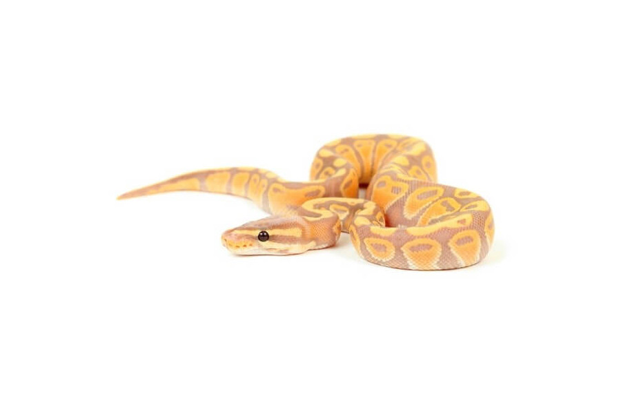 Python regius, banana