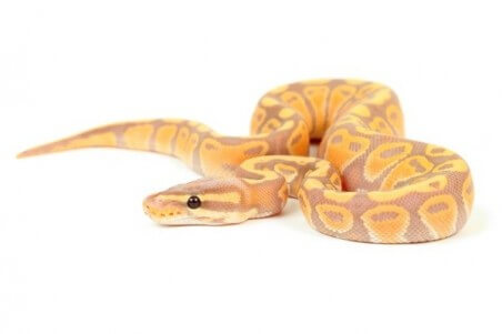 Python regius, banana