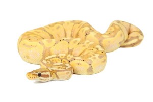 Python regius, banana pastel