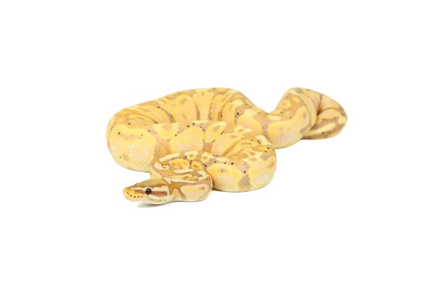 Python regius, banana pastel Python regius, banana pastel