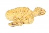 Python regius, banana pastel