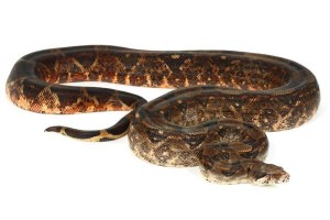 Boa c. imperator, Nicaragua, adulte