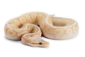 Python regius, banana pewter, mâle