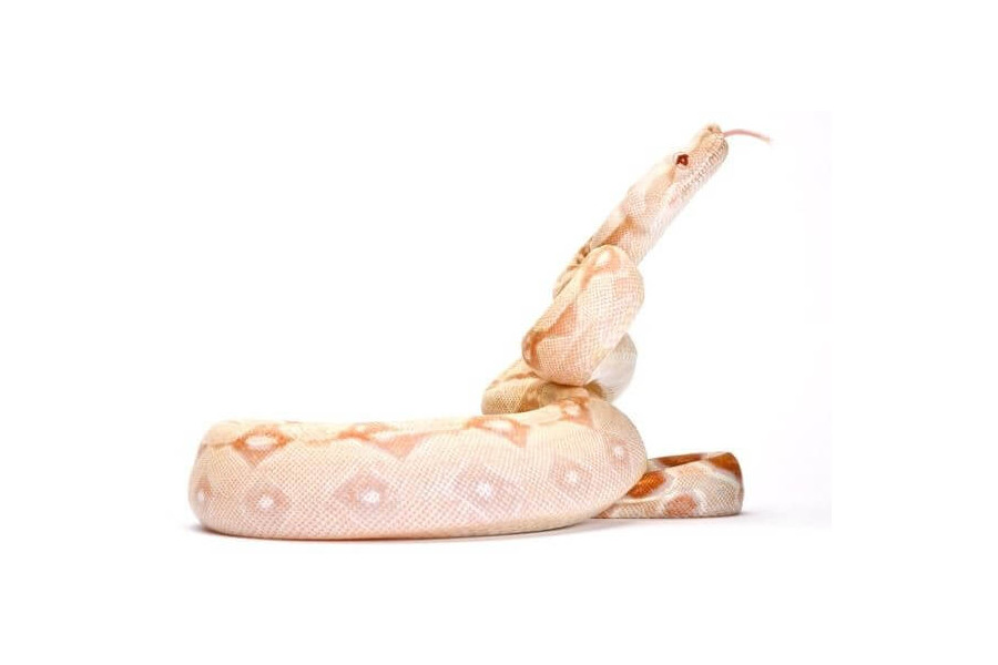 Boa c. imperator, Colombie, albinos Sharp Boa c. imperator, Colombie, albinos Sharp