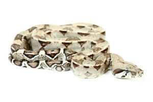 Boa c. imperator, anérythristique