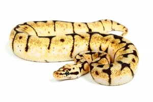 Python regius, bumble belly het pie